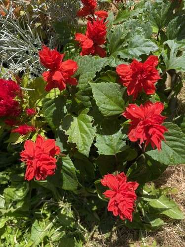 Red salvia plant - red,