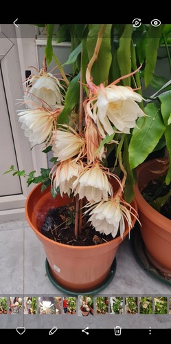 Brahma kamal queen night - kamal, of