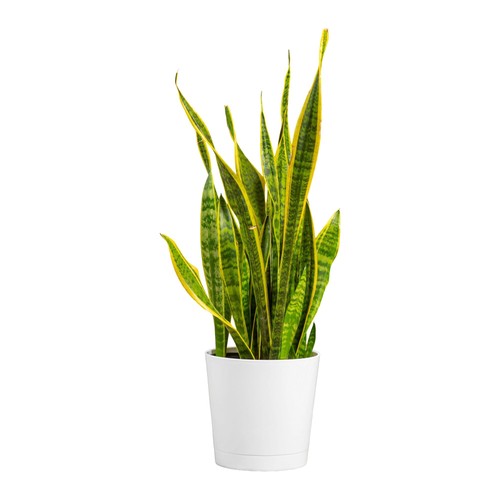 Snake plant mother law s - plant,, mother-in-law's