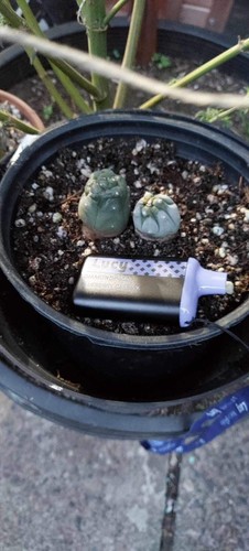 Astrophytum asterias cactus - astrophytum,