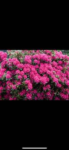 Rhododendron nova zembla - rhododendron,