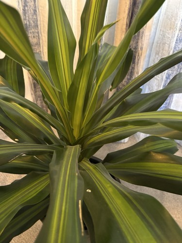 Dracaena fragrans commonly - dracaena,