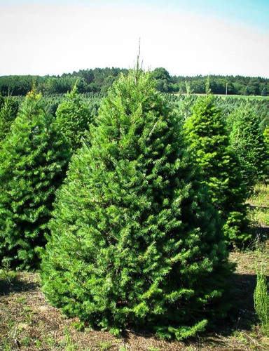 Douglas fir tree pseudotsuga - douglas,