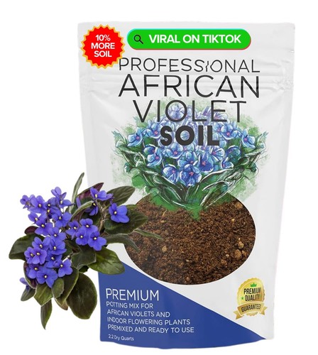 Professional african violet - professional,