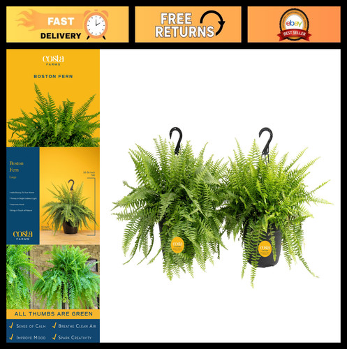 Live boston fern plants - live,