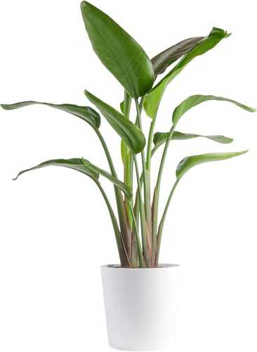White bird paradise - paradise,, large