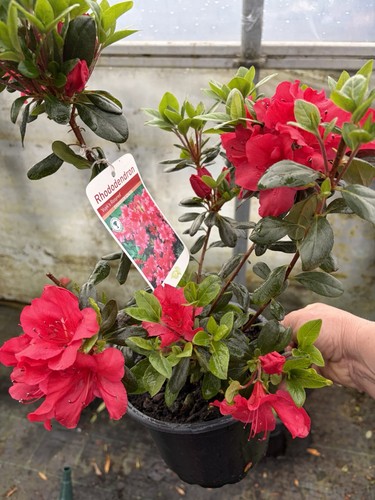 Large evergreen azalea - large, 2l