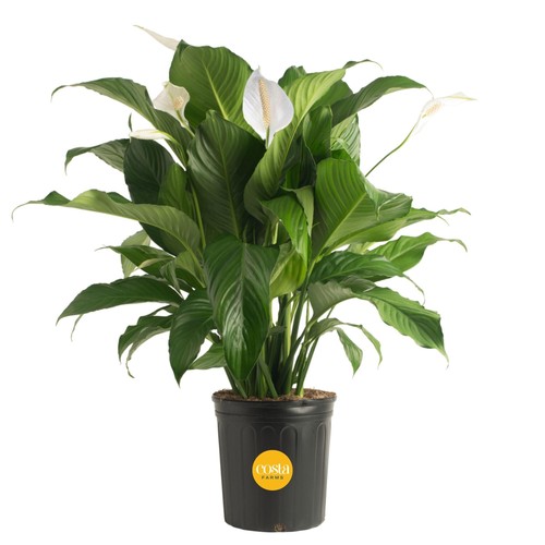 Live indoor peace lily - indoor,