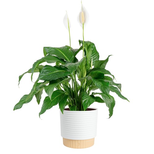 Peace lily plant - lily, decorative