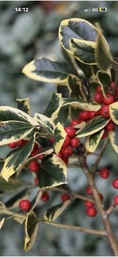 Ilex golden king - ilex, holly