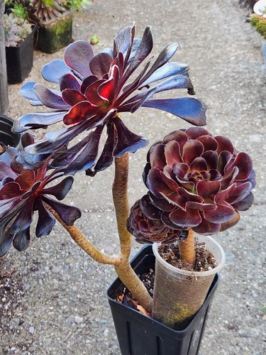 Large pack aeonium succulent - 2,