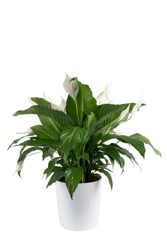 Peace lily live plant - peace,