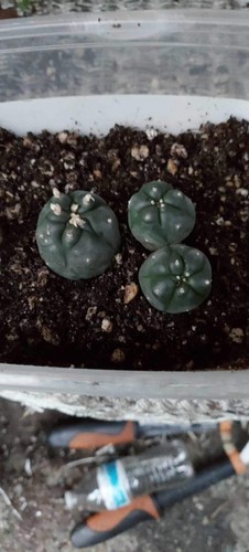 Astrophytum asterias cactus - asterias,