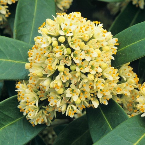 Skimmia confusa kew green xxl - green,